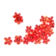 Flores Secas Rojas