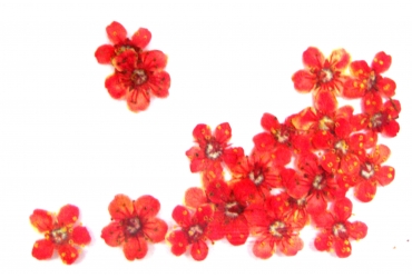 Flores Secas Rojas