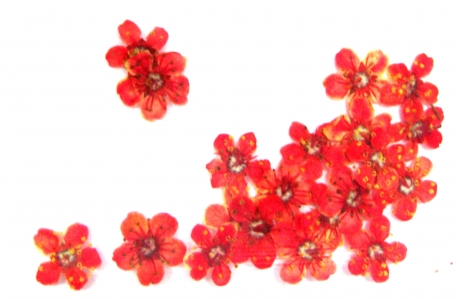Flores Secas Rojas