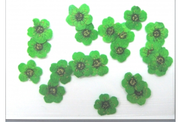 Flores Secas Verdes